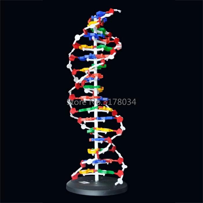 60cm Big Size DNA Model Kit Double Helix Model Components Instrument