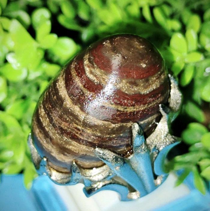 cincin akik ati ayam pamor puser kepompong