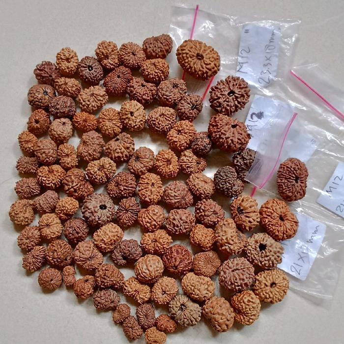 Jenitri bodongan mukhi 12 ukuran kecil sedang dan besar