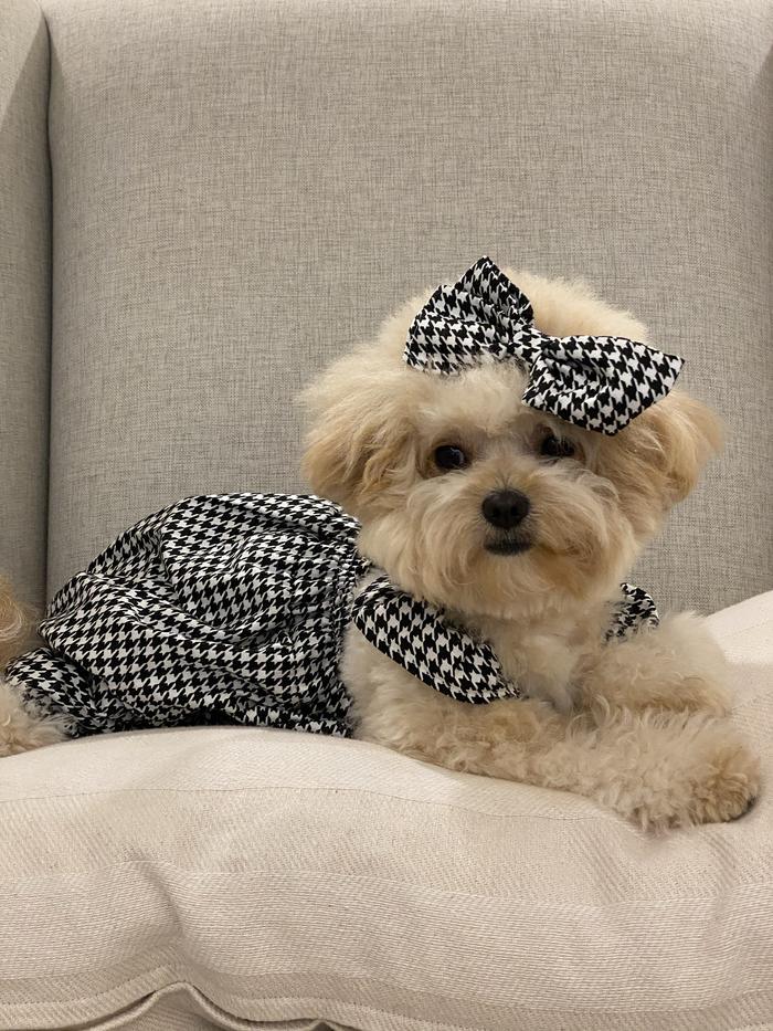baju anjing poodle jumpsuit houndstooth free pita pawpawsome projects