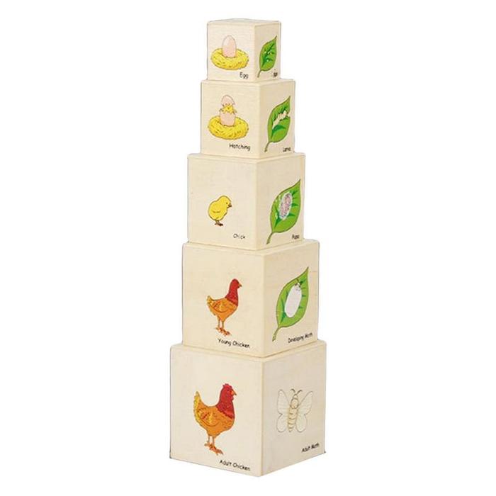 Life Cycle Toys Montessori Wooden Blocks Life Cycle Kit Toy Stacking