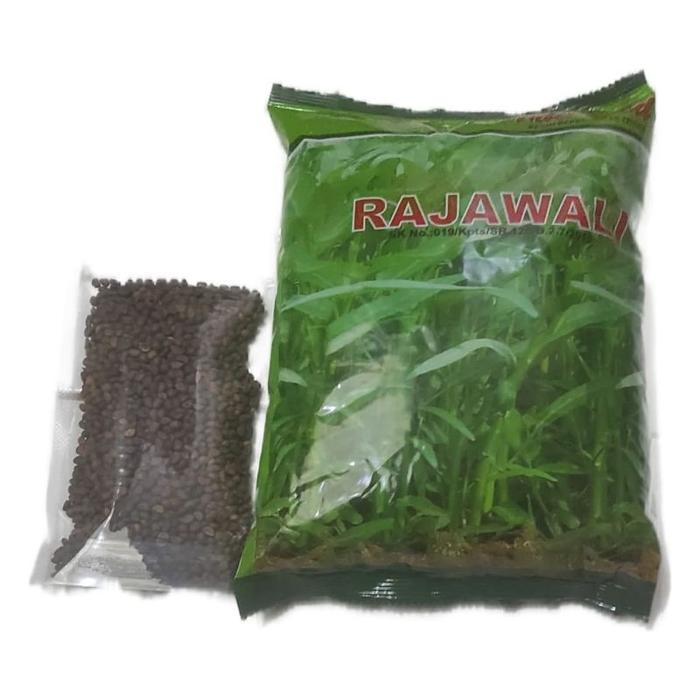 benih kangkung Rajawali 1kg