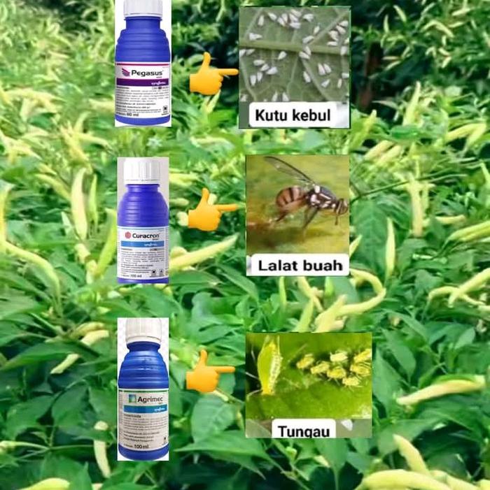 racun pembasmi hama untuk tanaman