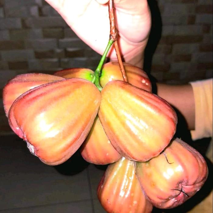 Bingkai jambu air dalhari