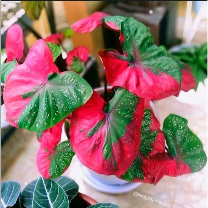 Keladi Baret / Caladium Merah  [ Bisa Cod ]✅