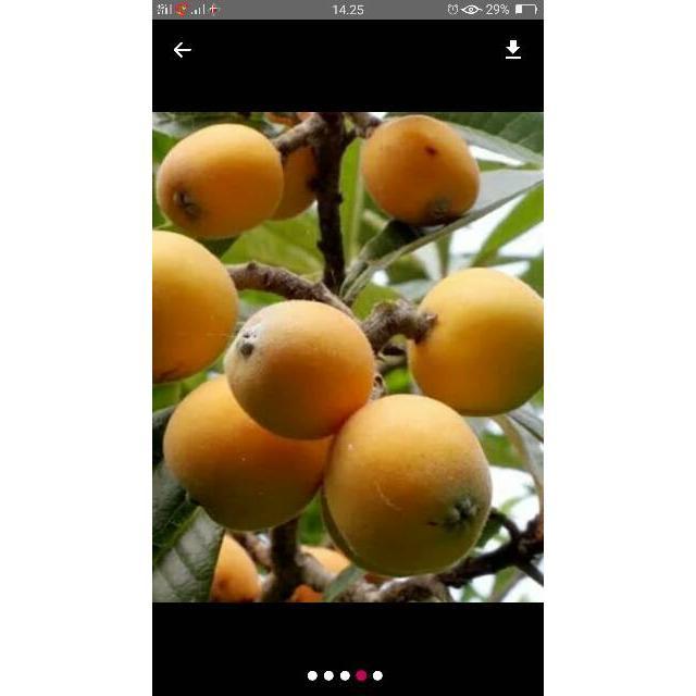 Terbaru! Bibit Plum Biwa Loquat