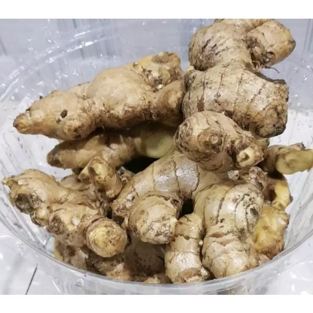 Jahe Gajah Segar / Jahe Putih segar / Jahe Besar alami / Natural Fresh Elephant Ginger