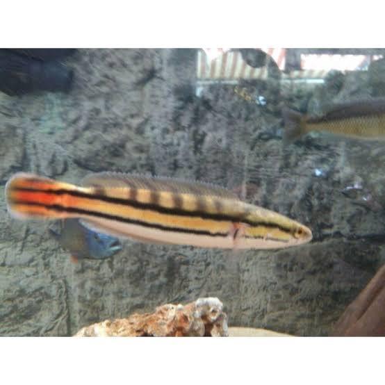 Gabus Toman 15cm / Hiasan Aquarium / Tankmate