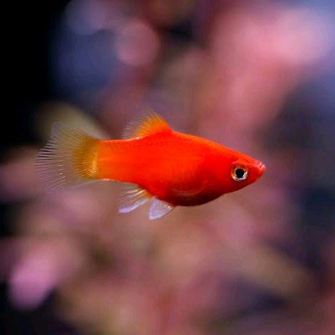 platy red coral