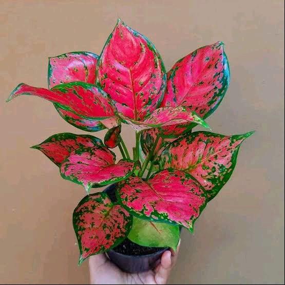 Aglaonema dud anjamani - tanaman hias aglaonema dud anjamani - dud anjamani asli - tanaman hidup