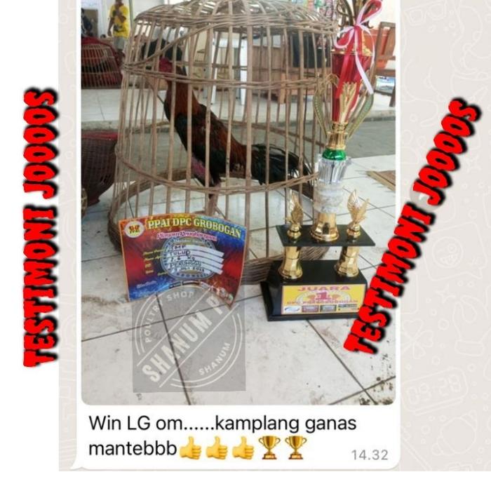 RAINBOW AYAM penambah stamina dan vitamin pada ayam aduan