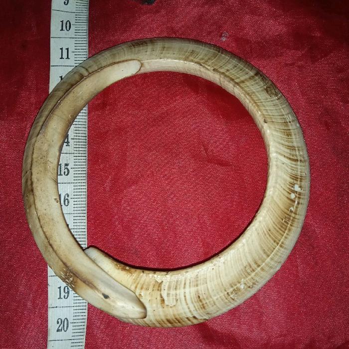 taring babi tarbi jumbo nguraak tua tarbi i  kalimantann kalung gelang pria