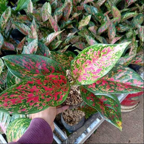 (BAYAR DITEMPAT) tanaman hias Aglaonema venus - Aglaonema venus - tanaman hias hidup
