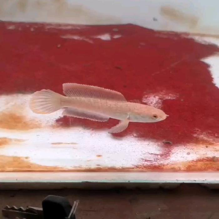 kardus limbata lawu size 4-6cm