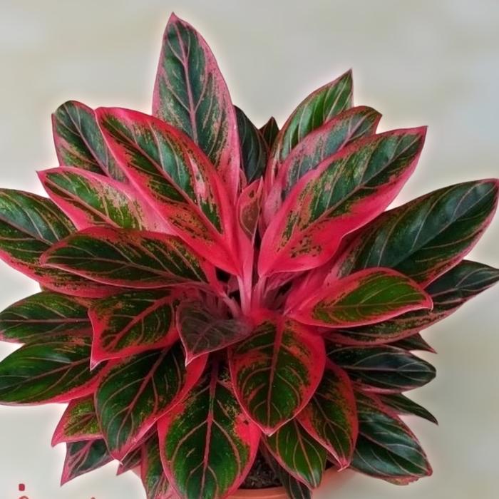 Aglonema Red Lipstik Tanaman Aglonema Aglaonema Hias Aglonema Murah Anakan Aglonema Bunga Aglonema B