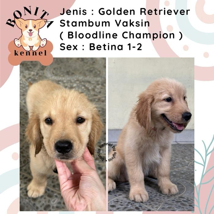 Jual Anak Anjing Golden Retriever Stambum Jantan Betina