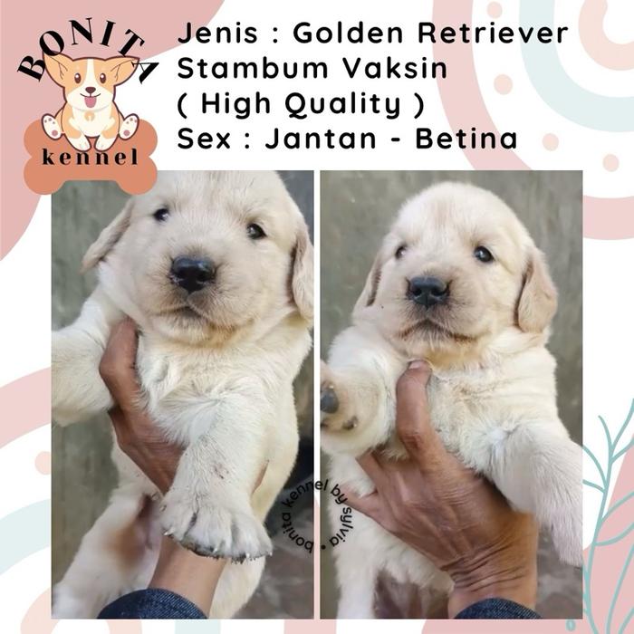 Jual Anak Anjing Golden Retriever Stambum Jantan Betina
