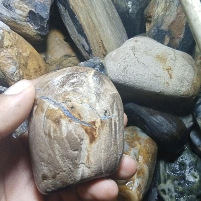 fosil kelor bahan bagus kendit berkealitas