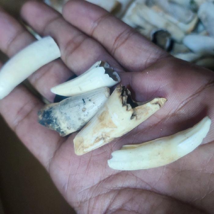 Liontin Taring Buaya Unik Asli 5 Pcs Kondisi Rijek Ukuran Campur Cocok Untuk Kerajinan Dan Repair Ul