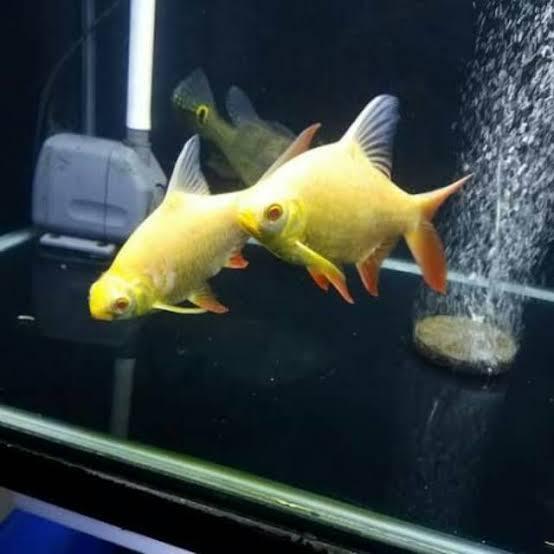 Ikan Hias Kaviat Albino Tankmate Predator (Gojek / Grab)