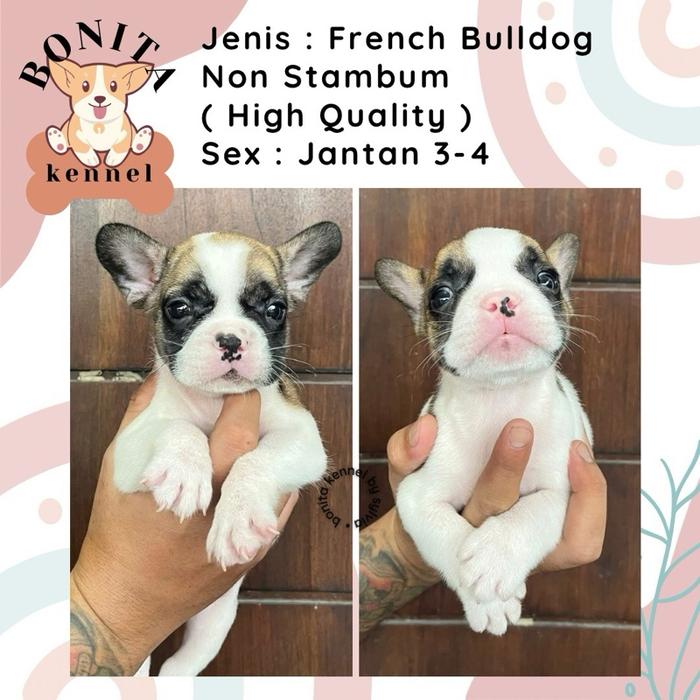 Frenchie Bulldog Non Stambum Anak Anjing French Bulldog Jantan Betina