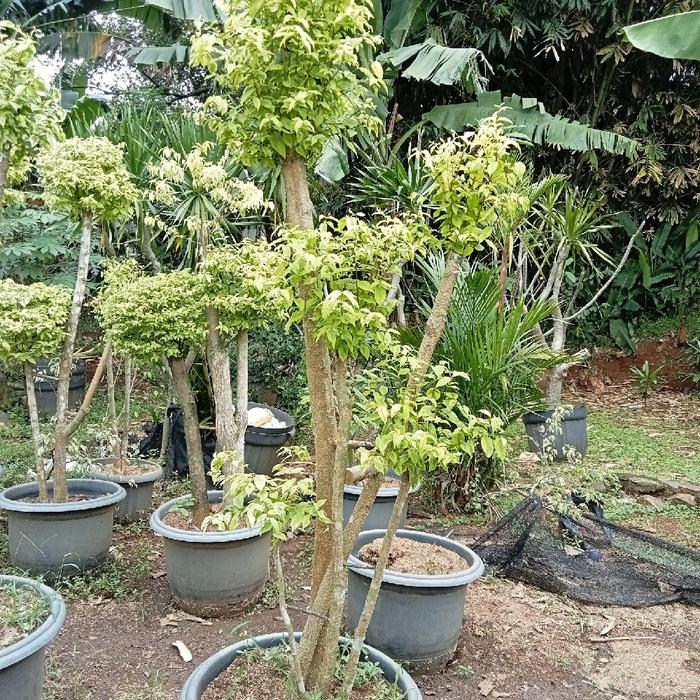 pohon anting putri - tanaman anting putri