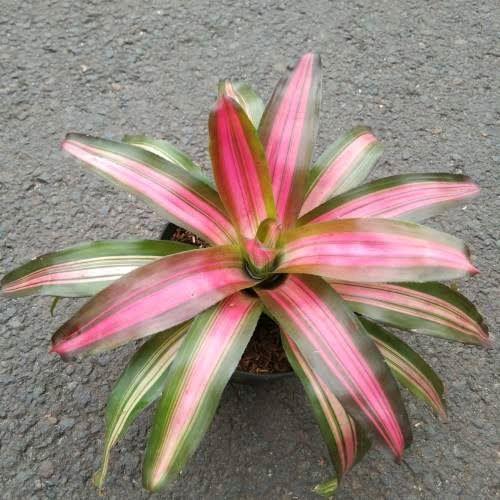 Tanaman hias bromelia tricolor - bromelia tricolour - tanaman indoor dan outdoor