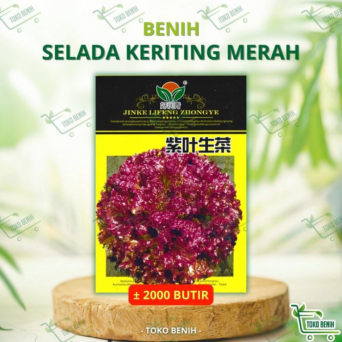 ± 2000 BUTIR BENIH IMPORT SELADA KERITING MERAH KEMASAN PABRIK