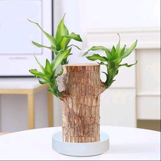 Brazilian wood - bibit bonsai hanjuang - bibit tanaman bonsai hanjuang
