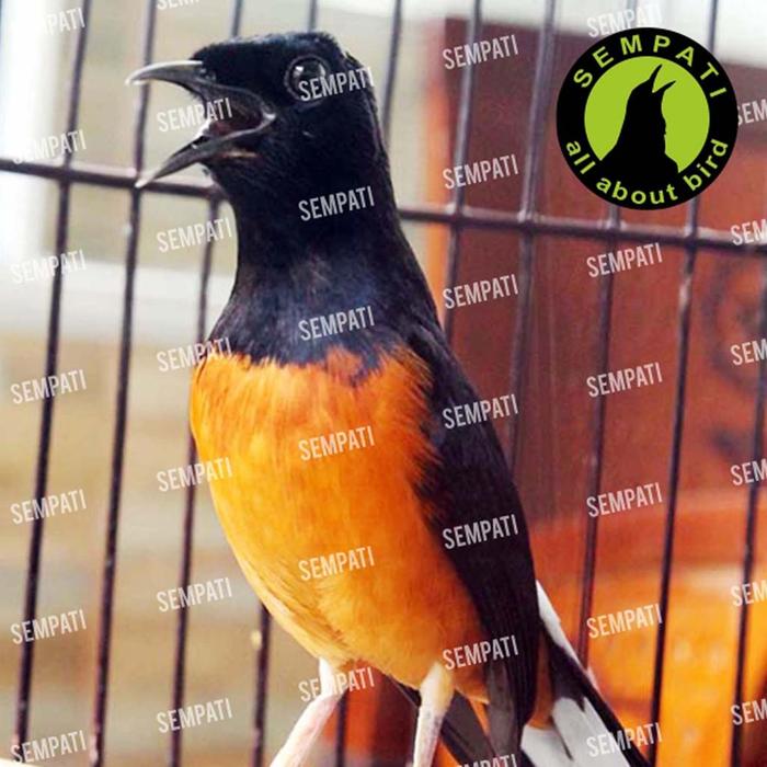 Vitamin WP / vit WP untuk ternak breeding lovebird semua burung bisa