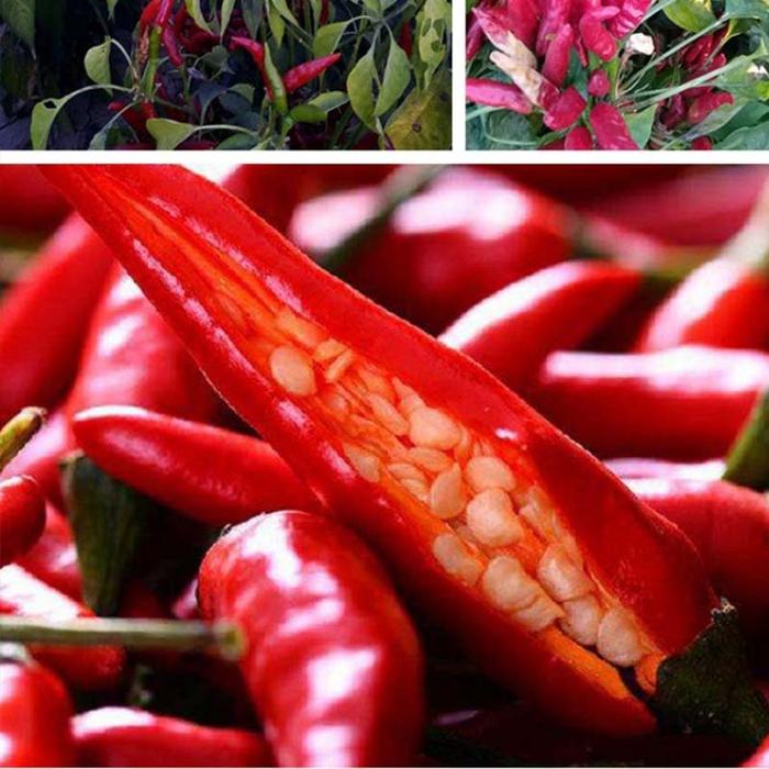 1500 Butir Benih Bibit Cabe Rawit Benih Cabai Rawit Tumpuk Jepang Butir Original Aura Seed Bibit Cab