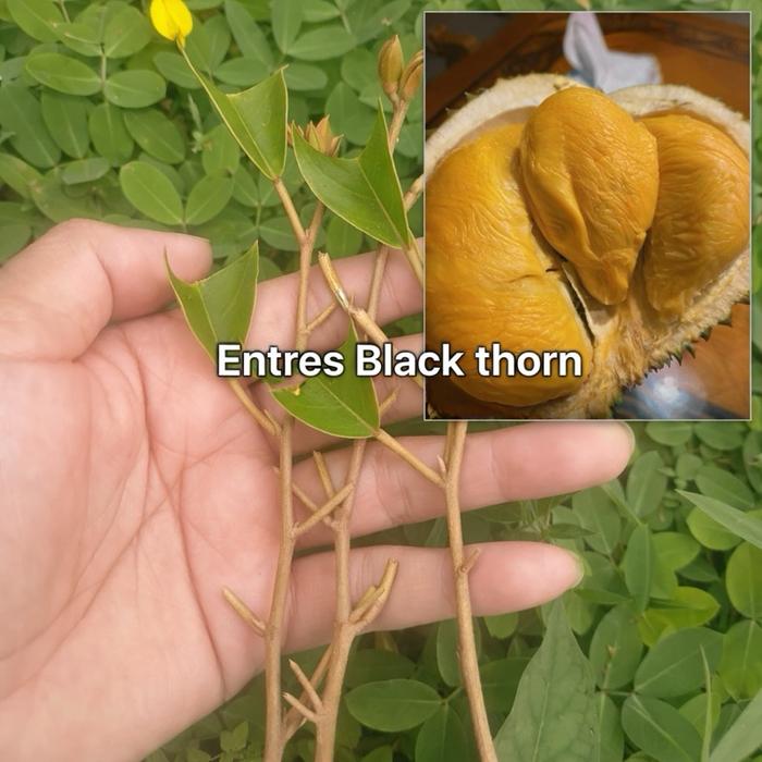 Premium Entres durian jenis black thorn