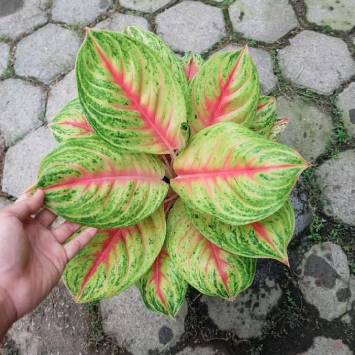 Tanaman Hias Aglonema Dud Anjamani / Red Ndut Dewasa