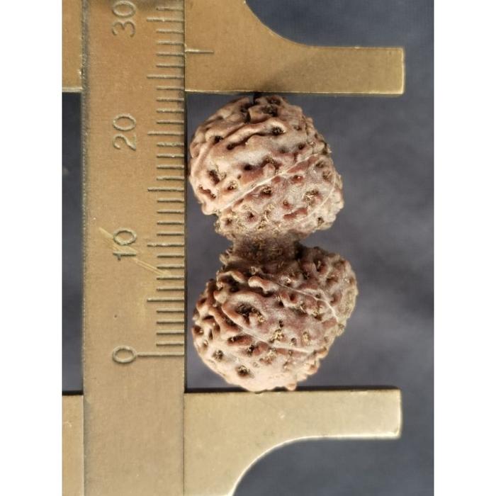 Roti Romi Jenitri Bodongan Mukhi 15 P 21 Mm X L 15 Mm