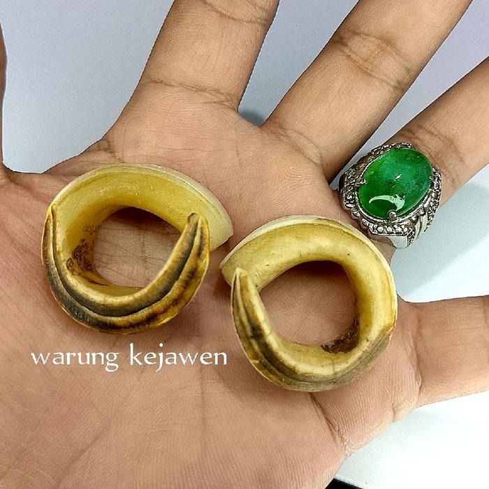 Taring babi super melingkar