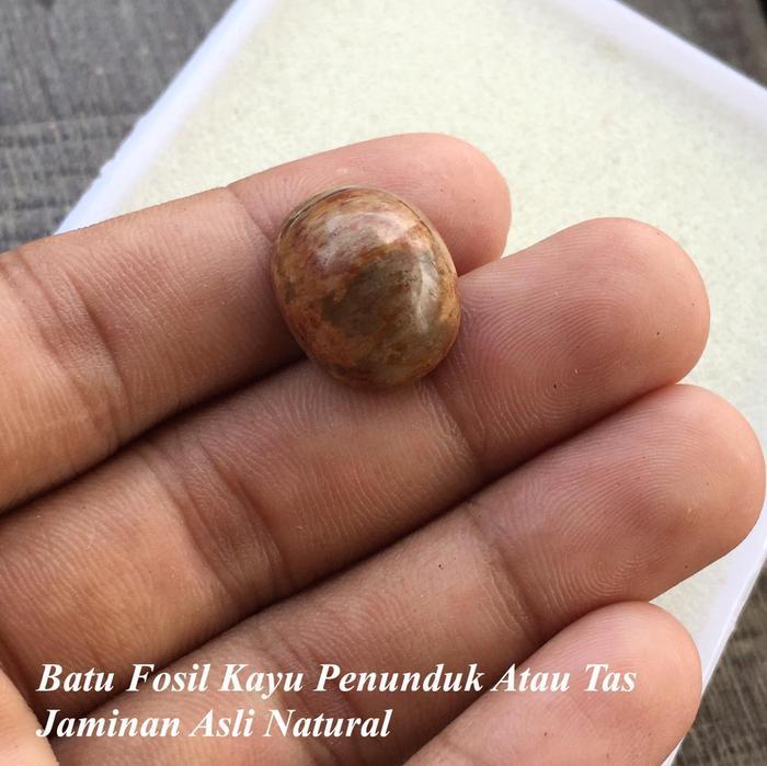 Fosil Kayu Tas Penunduk Kalimantan