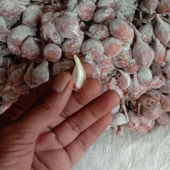 Bibit Bawang Merah Lokal Kualitas Baik Siap Tanam