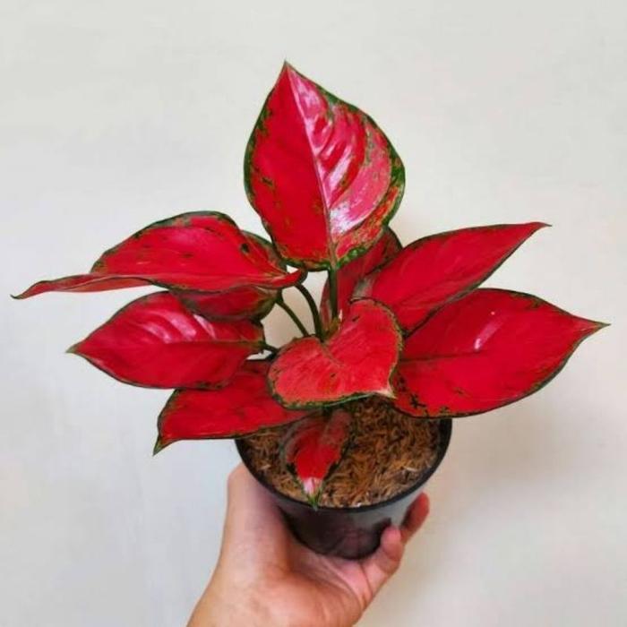Aglonema Red Anjamani/Tanaman Hias [Bisa Cod]✅