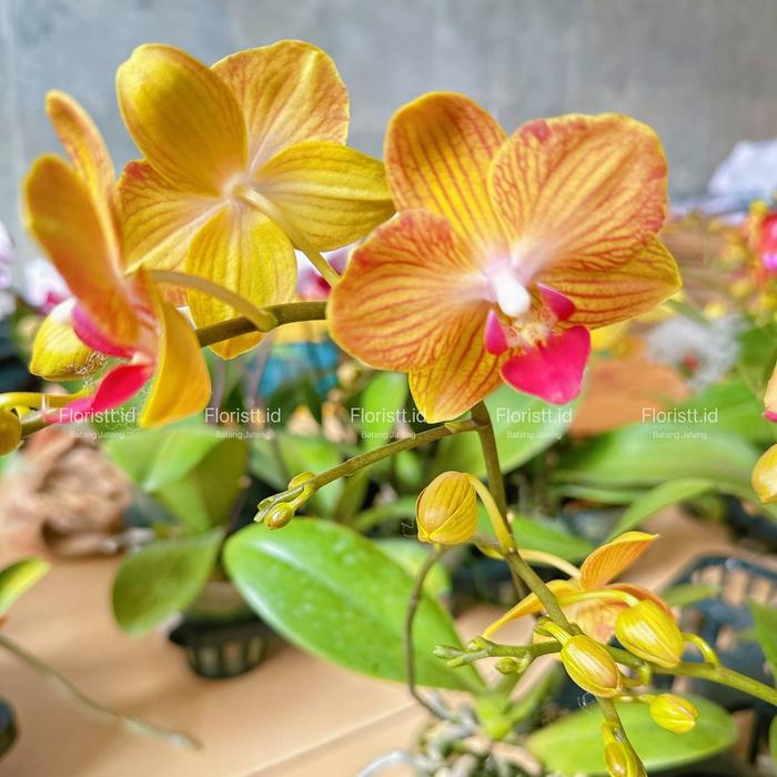 Angbul Kuning Garis Orens Bisa Cod - angbul mini