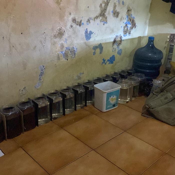 ikan cupang warna warni ikan adu semua warna