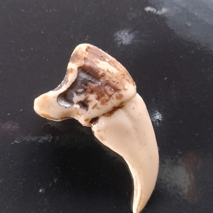 liontin kalung kuku macan