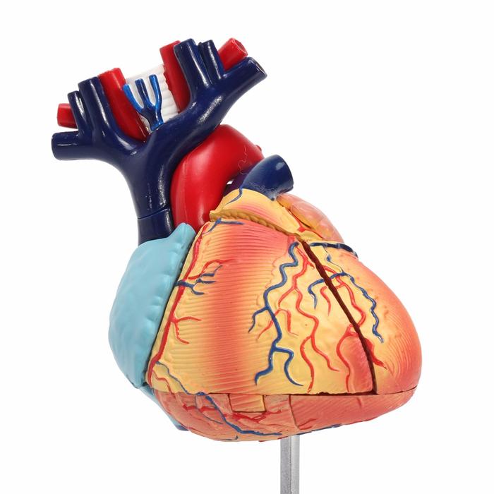 4D Disassembled Anatomical Human Heart Model Anatomy Medical Teaching