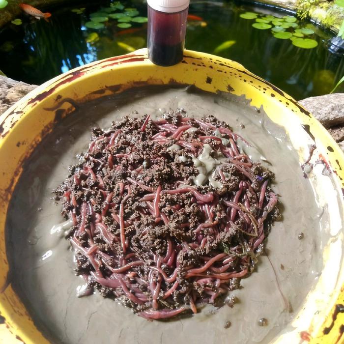 essen galtama lele media alam pelet