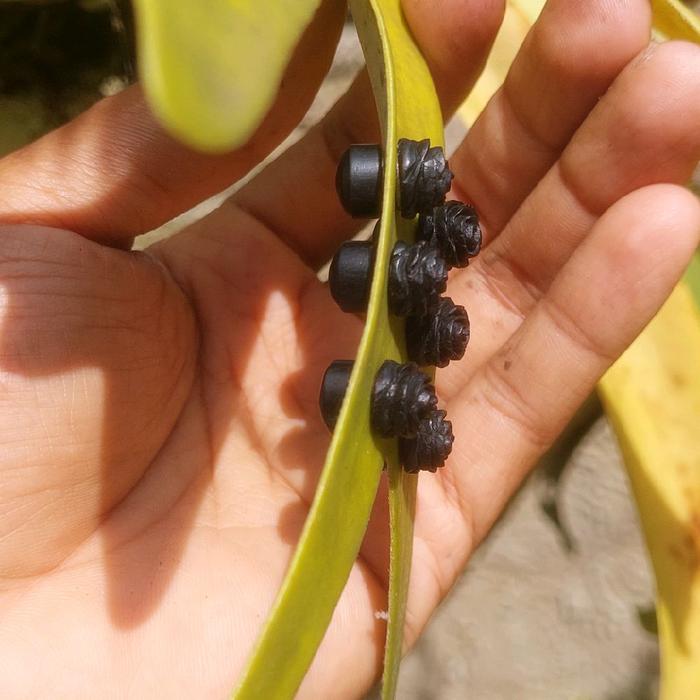 anting magnet,bunga mawar hitam kayu,sepasang 2biji Earrings