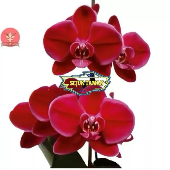 Anggrek dendrobium dewasa bunga marun Tanaman