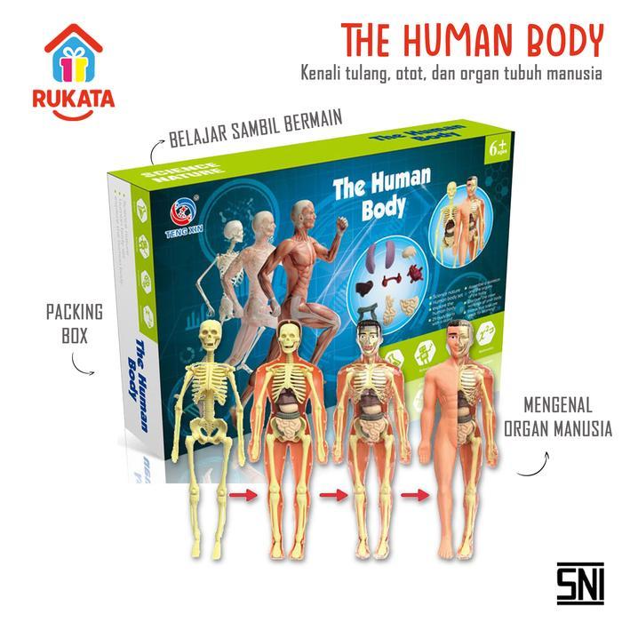 MURAH The Human Body Mainan Anak Anatomi Tulang Kerangka Organ Manusia Mainan Edukasi Edukatif