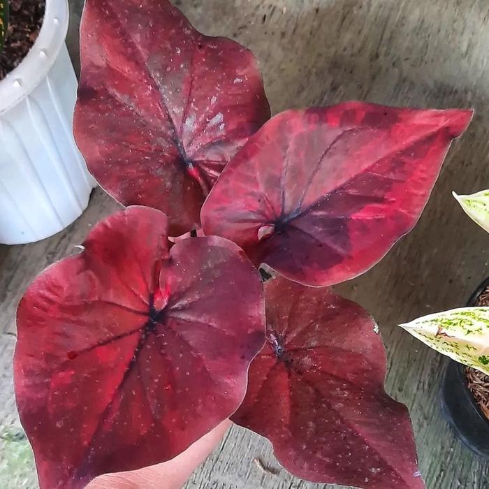 Keladi Brownies Keladi Hias Caladium Tanaman Hias Keladi Tanaman Keladi Hidup Tanaman Hias Murah Ana