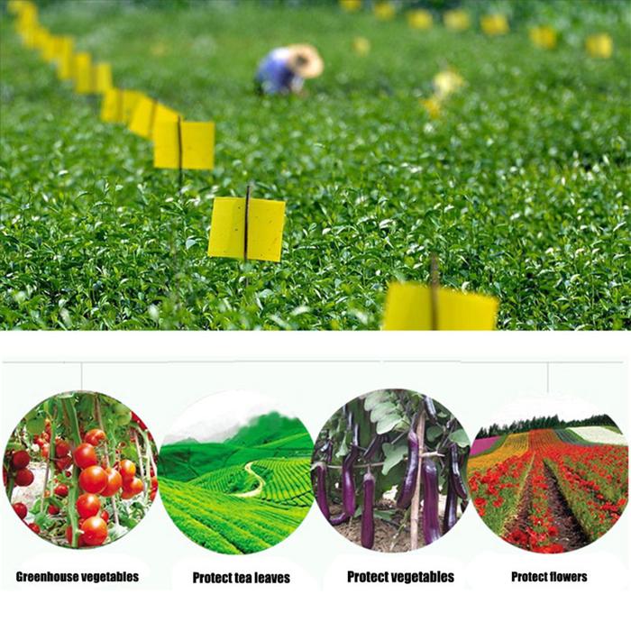 50pcs Double Sides Sticky Board Insects Catcher Bugs Plant Flowers Insects Stickers Thrips Pest Kill