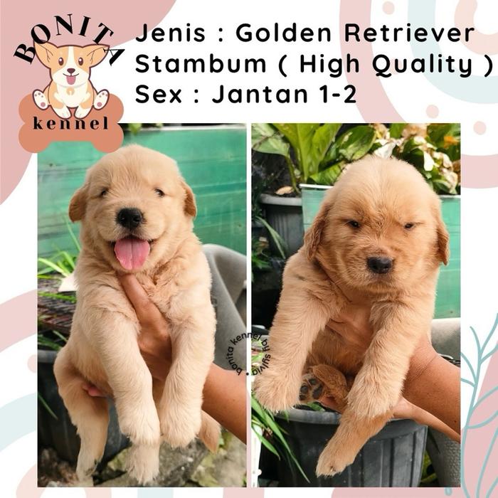 Golden Retriever Anak Anjing Golden Stambum Jantan Betina
