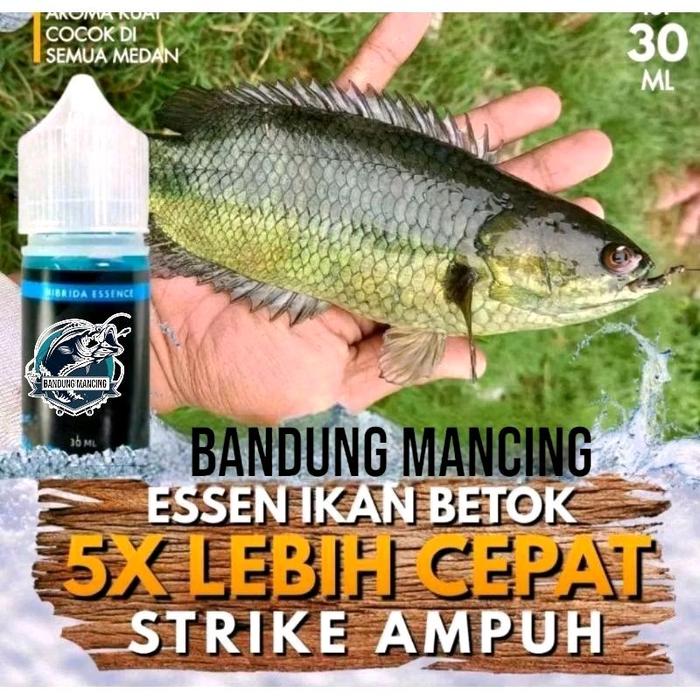 ESSENCE HIBRIDA - Essen Ikan Betok / Papuyu, Umpan Ikan Betok Siap Pakai =178